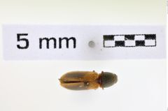 Foto (Dorsalansicht) von Tetralimonius ornatulus (NHMW-ZOO-COL-0008621)
